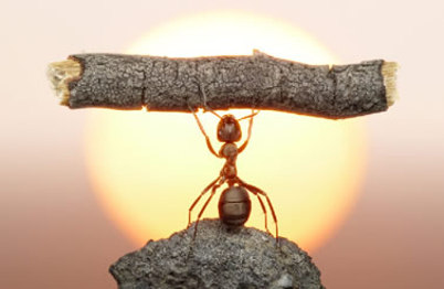 【创见】车蚂蚁:小胳膊腿儿绊倒汽车后市场大象?